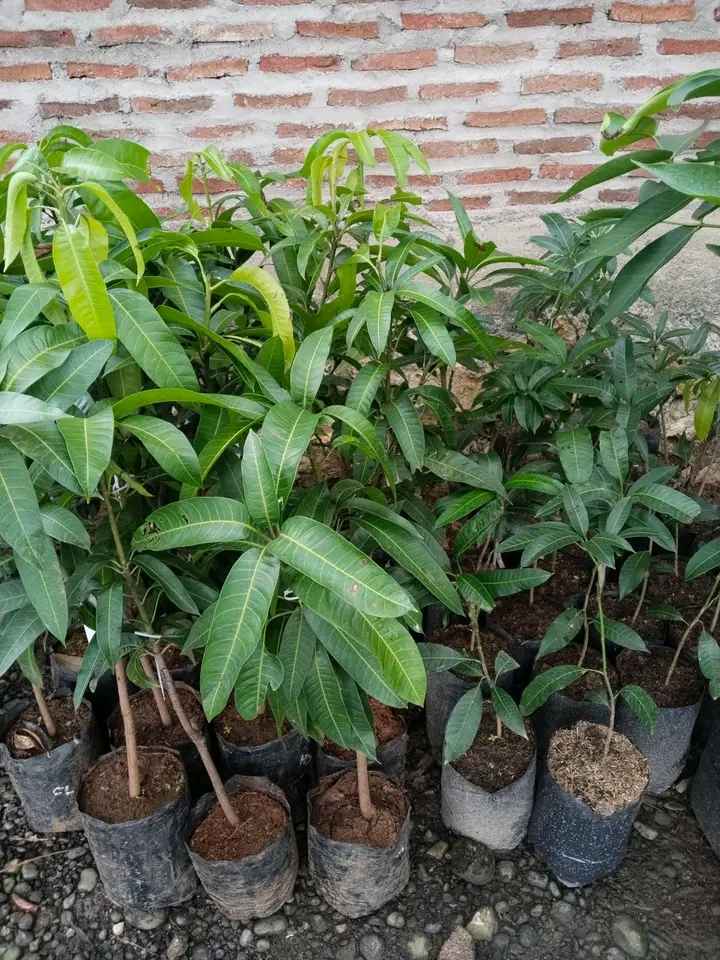 Ngga Kiojay Asli Mana